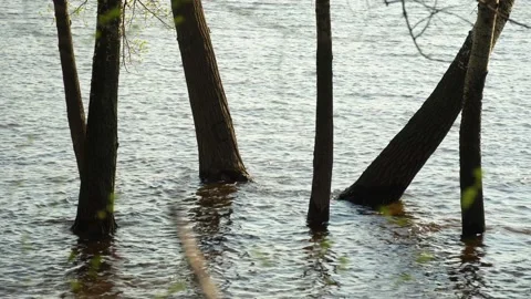 Flood river in spring time. Overflowed river bank in city. 스톡 동영상 239371114