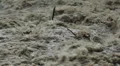 Flood river. Turbulent water. HD Footage