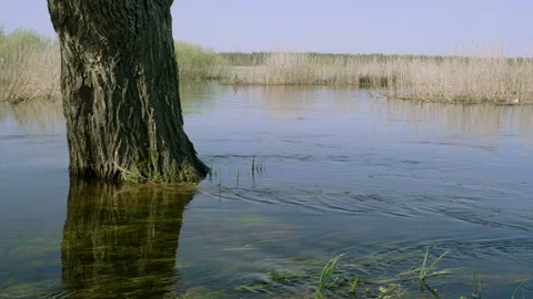 Flood of the river. Water flowing in spring forest. 4K Stock-Footage 92702289