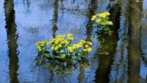 Flood of the river. Water flowing in spring forest. 4K Stock Footage 92702709