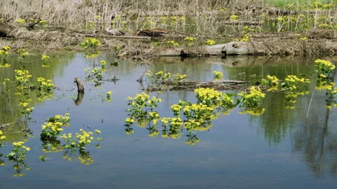 Flood of the river. Water flowing in spring forest. 4K Stock Footage 92703136