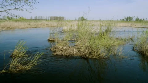 Flood of the river. Water flowing in spring forest. 4K Video stock 92796002