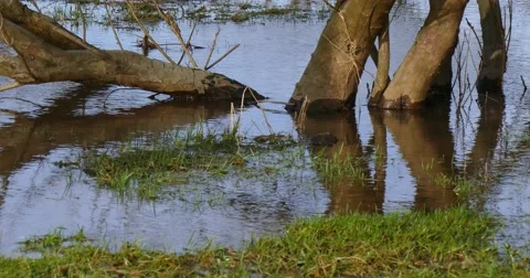 Flood situation on the river Stock Footage 48971392