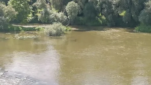 Flood at a small inflow to Rhine Stock Footage 182541205
