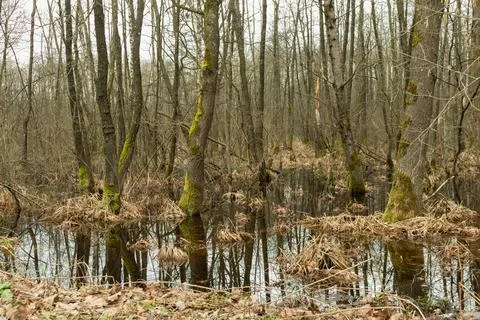 Flood in the spring forest, reflection of trees, swamp.... flood in the sprin Stock Photos