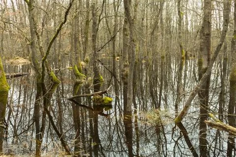 Flood in the spring forest, reflection of trees, swamp.... flood in the sprin Stock Photos