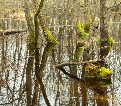 Flood in the spring forest, reflection of trees, swamp.... flood in the sprin Foto stock