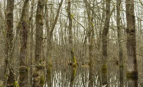 Flood in the spring forest, reflection of trees, swamp.... flood in the sprin Stock Photos