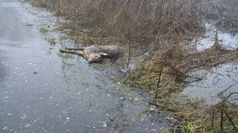 Flood victim 1 Stock Footage 34269839