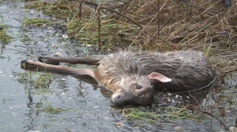 Flood victim 2 Video stock 34269601