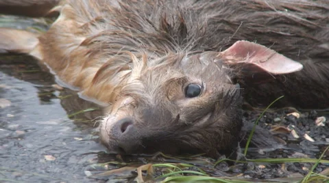 Flood victim 3 Video stock 34269604