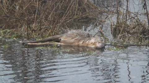Flood victim 4 Stock-Footage 34269868