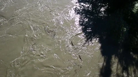 Flood water Video stock 64337666