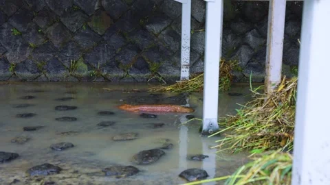 Flood Water Sends Debris Down Kyoto River, Japanese Salamander Returns Upstream Stock Footage 340781158
