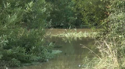 Flood waters with bushes 動画素材 12592219