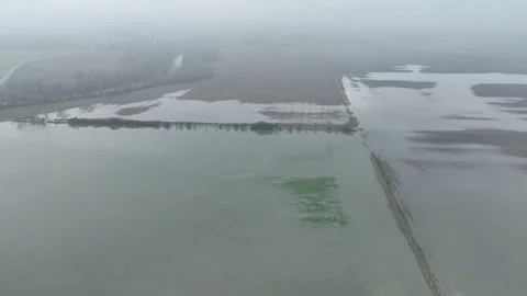Flood wheat blight mud common Triticum aestivum plants field Europe Stock Footage 282913994