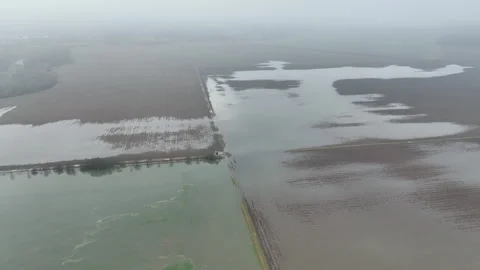 Flood wheat blight mud Triticum aestivum plants field damaged flooded water Stock Footage 283121793