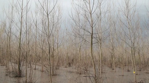Flood In Young Forest Stock Footage 96647809