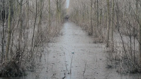Flood In Young Forest Stock Footage 96649493