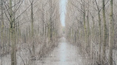 Flood In Young Forest Stock Footage 96653912