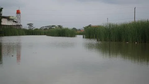 Flooded agricultural fields Foto stock