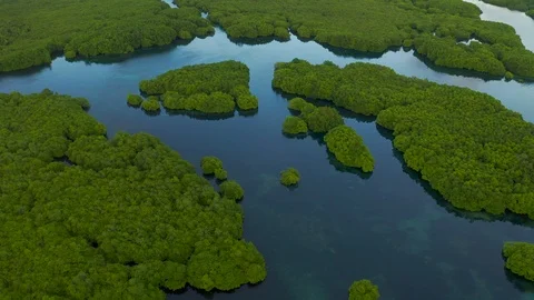 Flooded amazonian rainforest in Negro River, Amazonas, Brazil Stock Footage