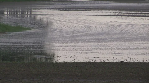 Flooded and contaminated farm fields after heavy rain Stock Footage