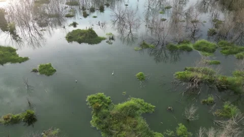 A flooded area with trees Stock Footage 247304543