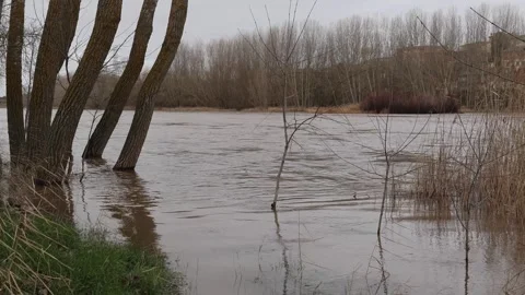 Flooded Area With Trees Partially Submerged by Rising River Water Stock Footage 328219979
