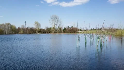 Flooded area with trees in spring Stock Footage 329091216