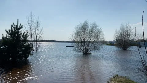 Flooded area with trees in spring Video stock 329091223