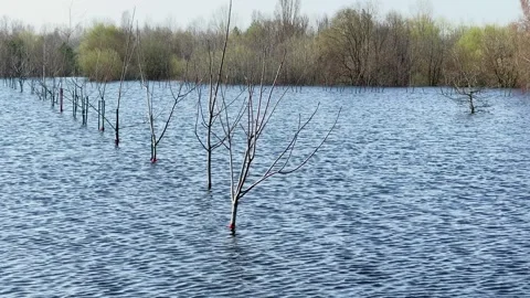 Flooded area with trees in spring Stock-Footage 329091239