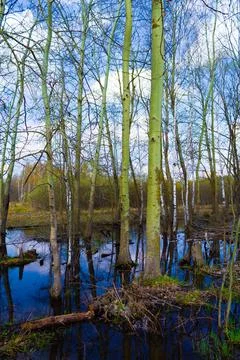 Flooded aspen trunks in a swamp. Tree branches in the reflection of flooded m Stock Photos