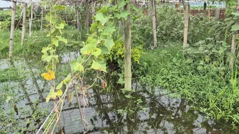 Flooded Bamboo Trellis Vegetable Field Showing Yellowing Leaves From Rain Water Stock Footage 341838474