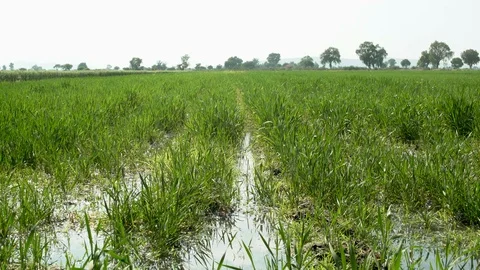 FLOODED BARLEY FIELD Stock Footage 108690583