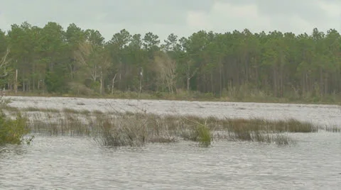 Flooded bayou Stockbeeldmateriaal 25332632