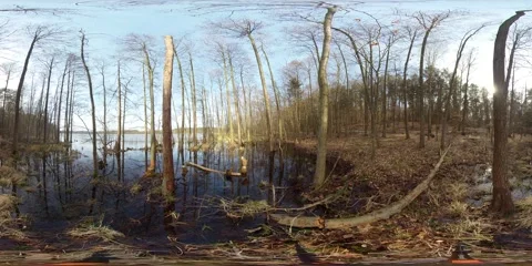 Flooded Beaver Habitat – Bare Trees Standing in Dark Still Water Stock Footage 342561021
