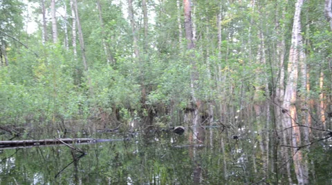Flooded birch tree trunks and evening sunset reflections Stock Footage 34028624