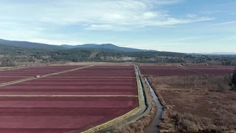 Flooded Bogs At Cranberry Farm With Irrigation Canal During Harvest Season In Stock Footage 333516336
