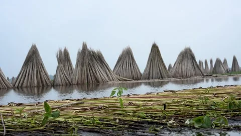 Flooded Bortir Bil in North 24 Parganas, West Bengal, India. Stock Footage 342226402
