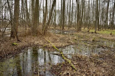 A flooded clearing in the forest in autumn on a cloudy day. Stock Photos