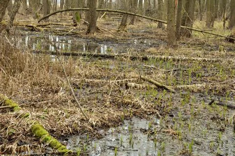 A flooded clearing in the forest in autumn on a cloudy day. Stock Photos