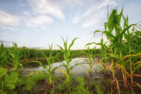 Flooded Corn Field Stock Photos
