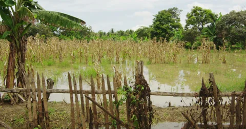Flooded Cornfield in Ecuador Stock Footage 27499008