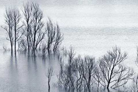 Flooded dead trees Stock Photos