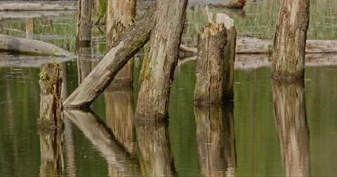Flooded dead trees in the spring sun Stock Footage 275032122