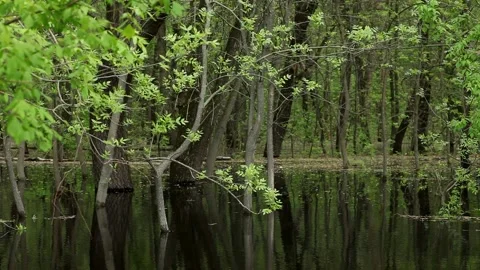 Flooded deciduous forest by river water during spring flood. Stock Footage 194856383