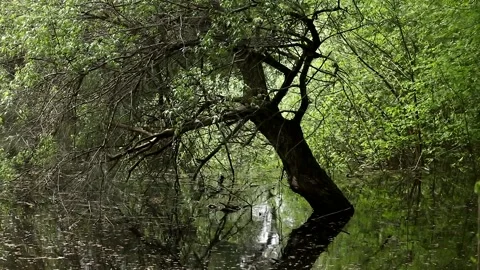 Flooded deciduous forest by river water during spring flood. Stock Footage 196742029