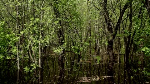 Flooded deciduous forest by river water during spring flood. Stock Footage 197573037