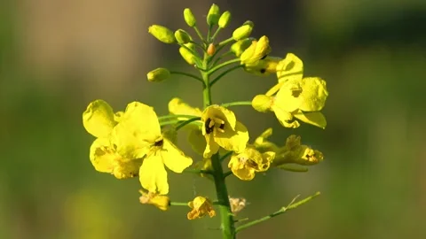 Flooded dolomite quarry Stock Footage 250930190